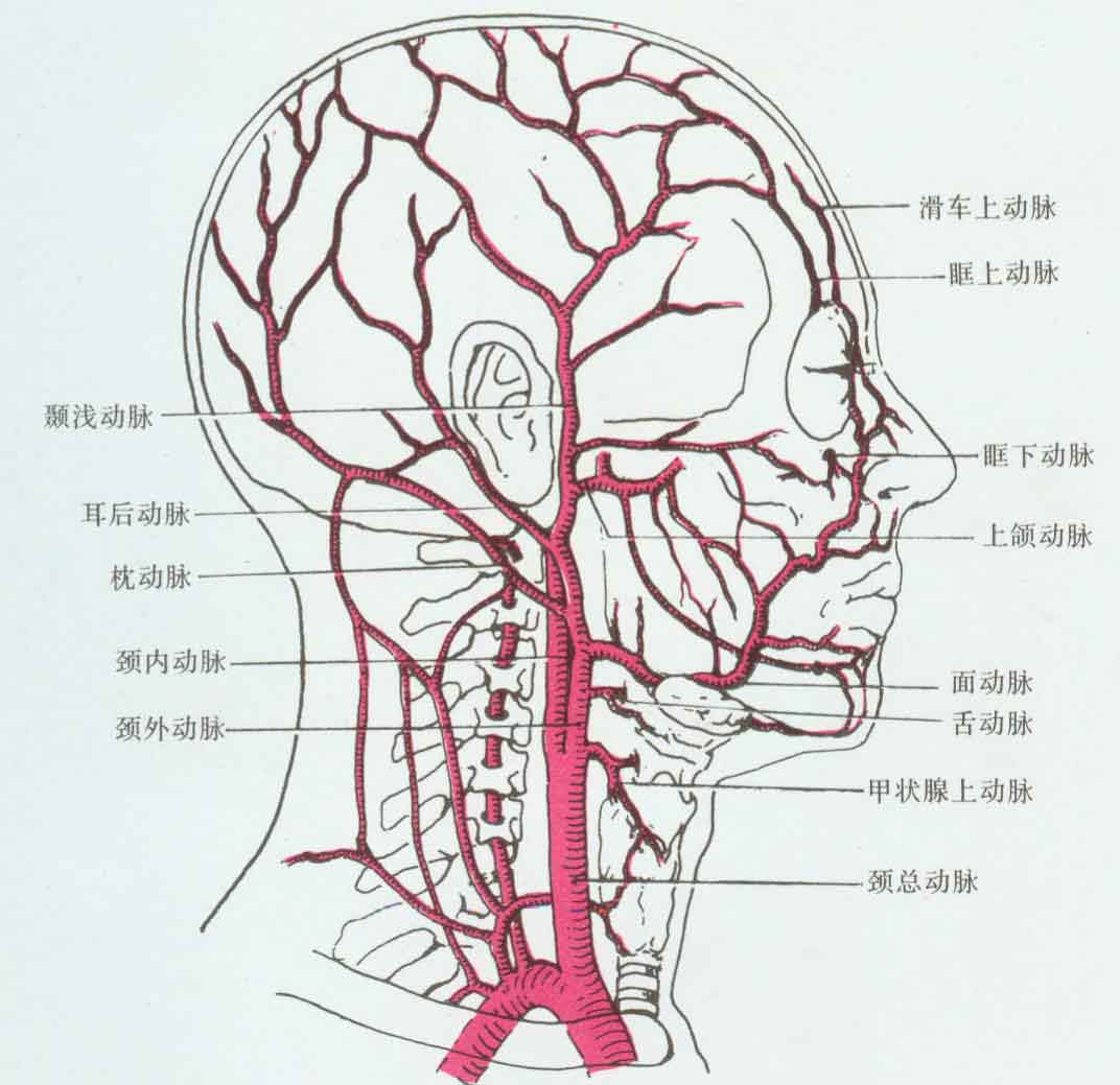 8.眼球的血管（2）-眼耳鼻咽喉应用解剖-医学